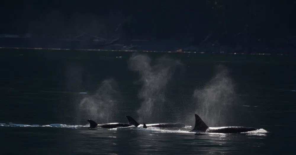 Chasing Orcas: A Whale-Watching Guide to Washington's Salish Sea