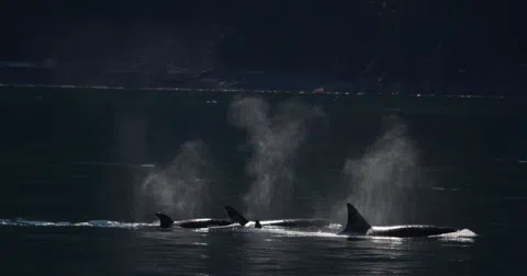Chasing Orcas: A Whale-Watching Guide to Washington's Salish Sea