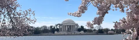 Three Thousand Reasons a City of Policy Looks Up: Washington's Cherry Blossom Reckoning