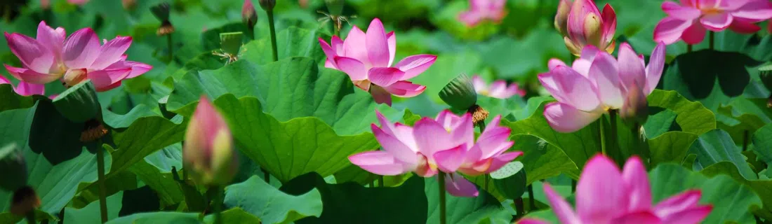 Kenilworth Park and Aquatic Gardens, Washington