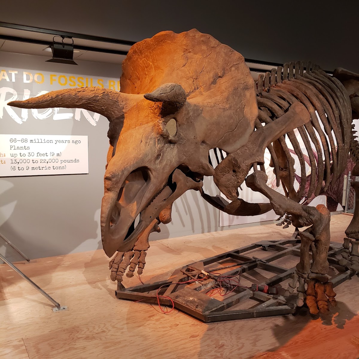 Smithsonian National Museum of Natural History — photo 5