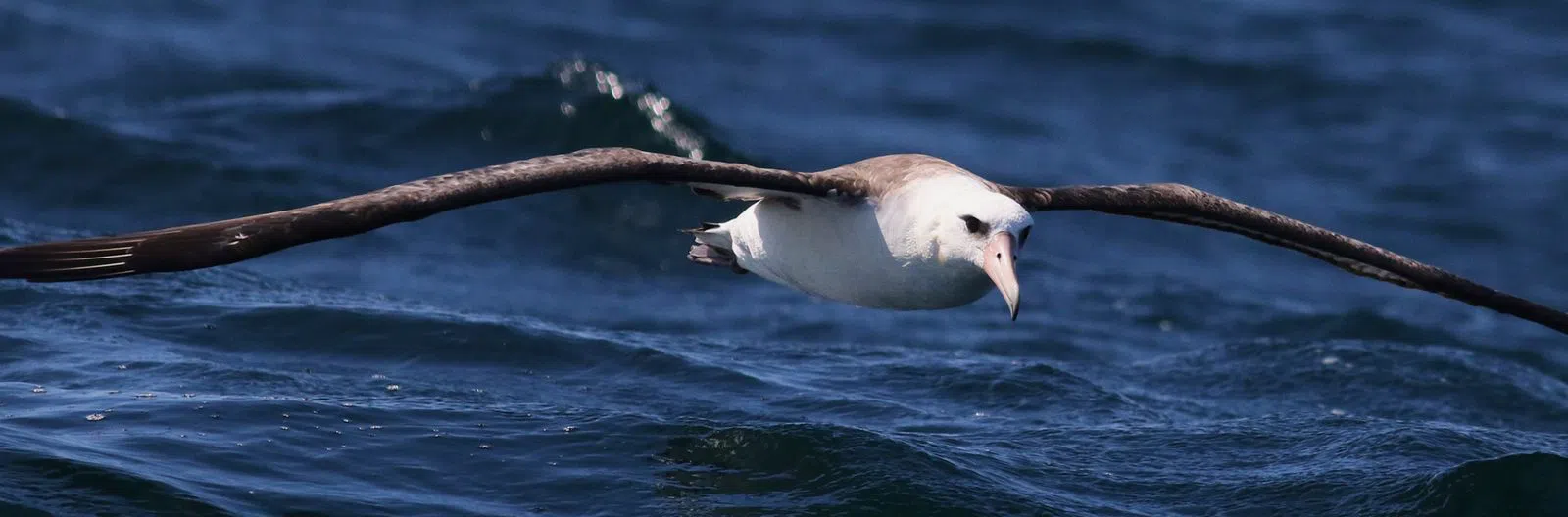 Westport Seabirds, Washington